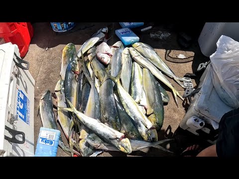 Catching Mahi-Mahi Near Fish Traps Offshore (Private Fads) (Dorado) in the Pacific Ocean!