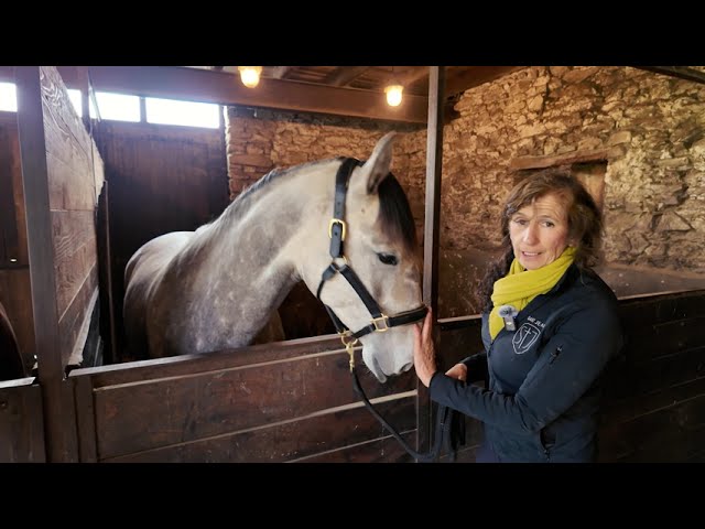 Jument Lusitanienne PP 