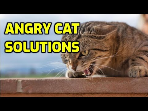 How To Calm An Angry Cat (Important Tips!)