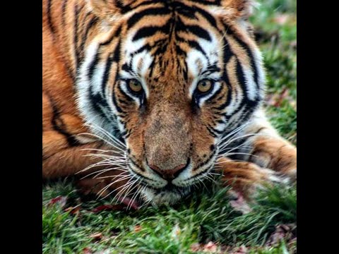 Zerg Build Guide: Solar's Fast Roach/Queen/Nydus