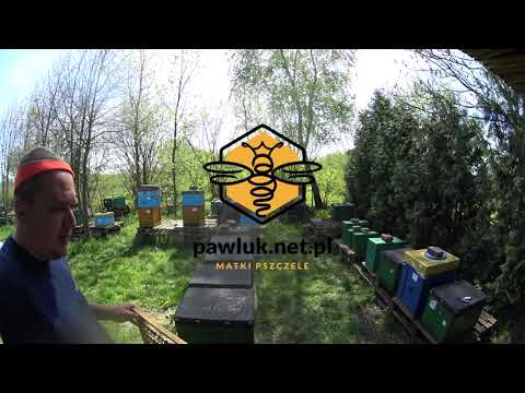 hodowla matek pszczelich 2023 startujemy - breeding queen bees 2023 on- pawluk.net.pl matki pszczele