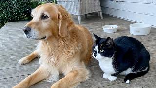 Stray Cat Waited Every Day Just to Walk With a Dog — Then Found a Home