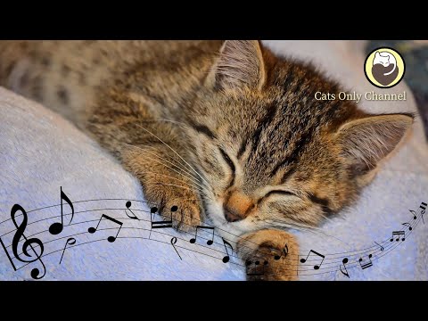 Relaxing Harp Music for Cats | Sleep Music | Relaxing Music | Stress Relief
