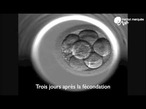 comment augmenter ovocytes