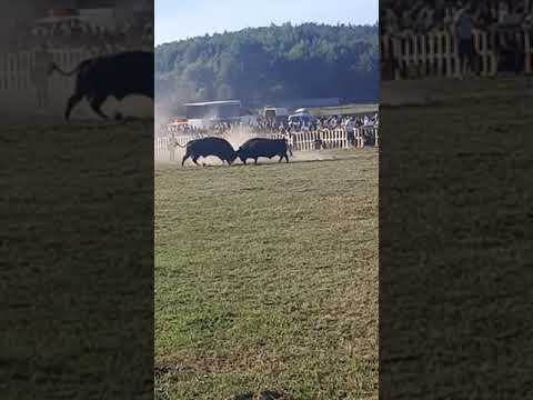 bajrin macan izgubio bilalovac