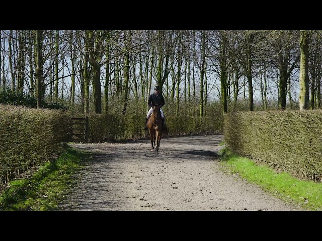 Sire Tiger van 't Rutyershof