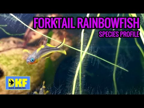 Forktail Rainbowfish species profile.