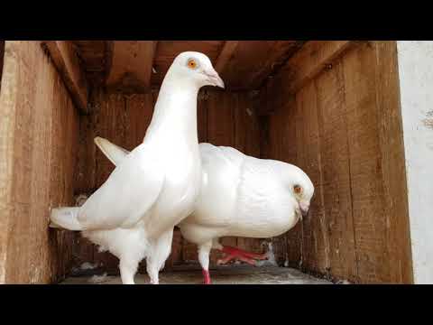 My Main Madrasi Pigeon Breeders
