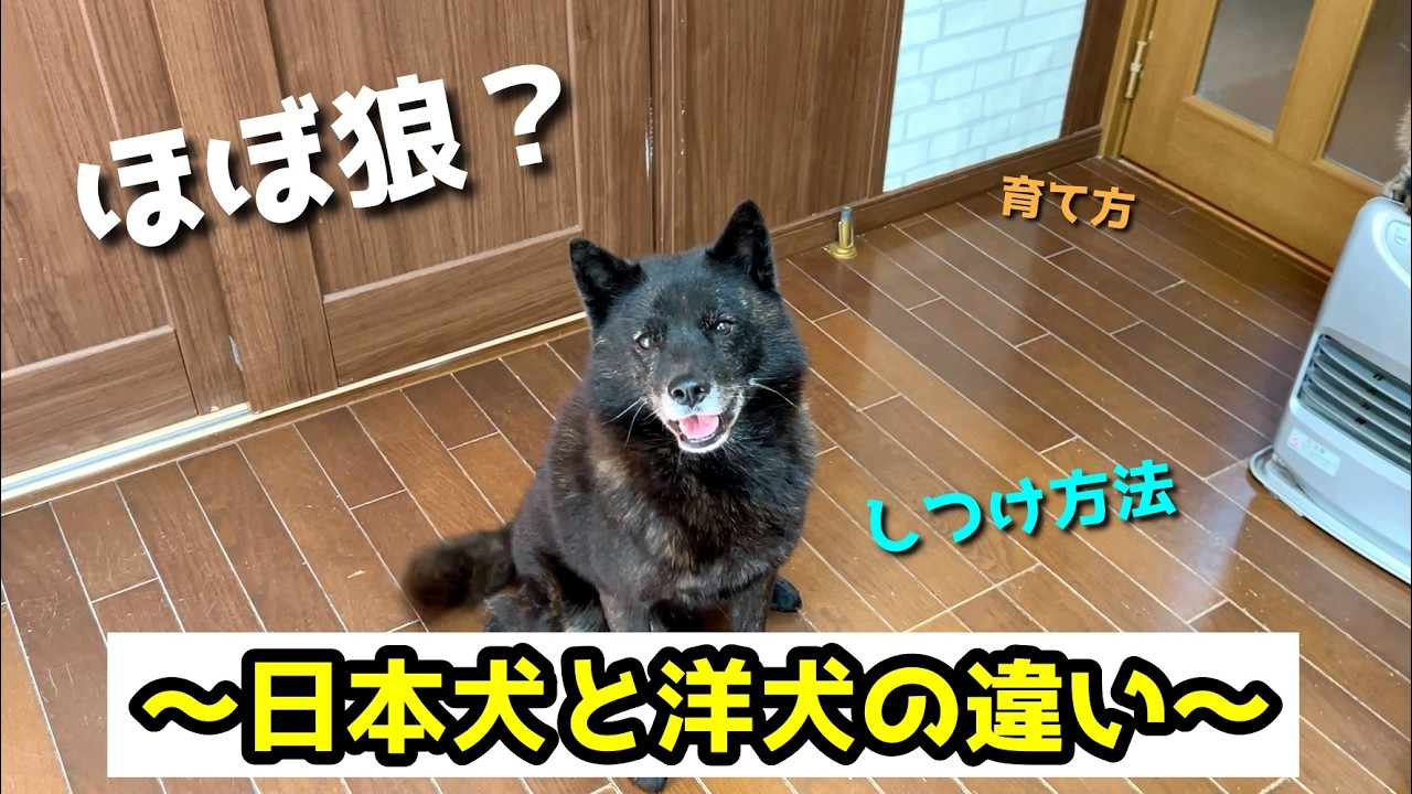 日本犬と洋犬の違いを徹底解説【もはや別種？日本犬が野生的すぎる理由】