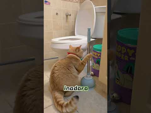 Guerra de gatos por una sandía – trampas, ataques sorpresa y un inodoro ! 😂🐱🍉