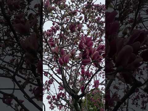 キュウリモクレン 植物