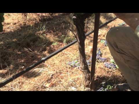 Thinning Fruit at WillaKenzie