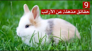 9 حقائق مذهلة عن الأرانب ستكتشفها لأول مرة 9 حقائق مذهلة عن الأرانب ستكتشفها لأول مرة