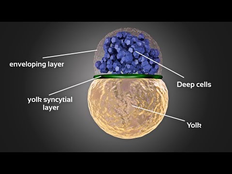 Zebrafish embryo development animation