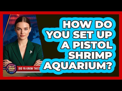 How Do You Set Up A Pistol Shrimp Aquarium? - Did Ya Know This