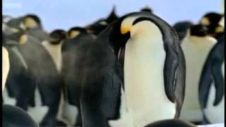 The Penguin Cafe Orchestra - Music For A Found Harmonium