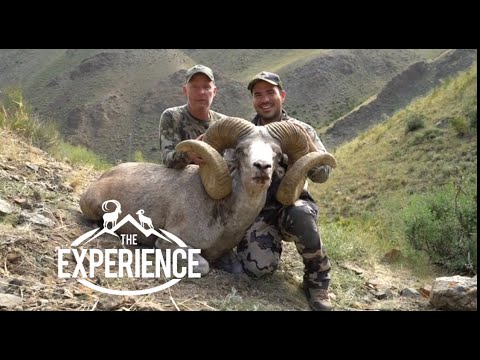 "Mongolia Experience" ARGALI, IBEX, and Snow Leopard with Temer Ekenler and Wild Hunting Turkey