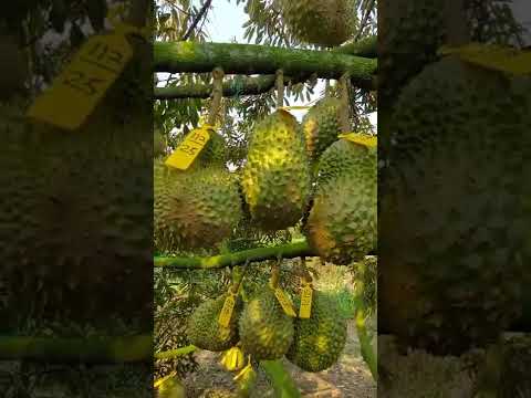 , title : 'Pohon 3 tahun buah bertahan 80 butir, kebun durian musang king'