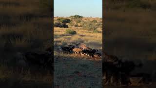 Every hunt tells two stories: One is about survival, the other is about sacrifice