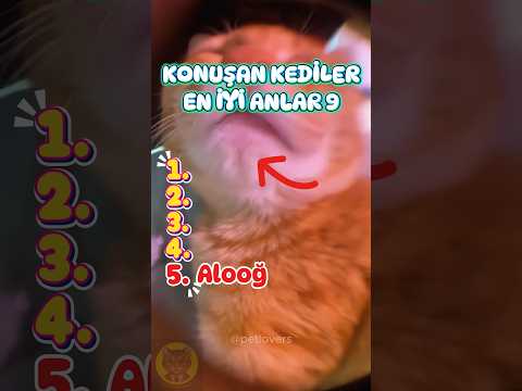 Açım Diye Miyavlayan Dünyanın En Tatlı Kedisi