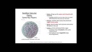 Seedless Vascular Plant Life Cycle