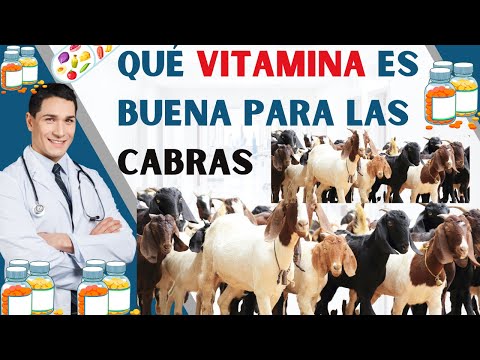 , title : '¿📢Qué vitamina es buena para las cabras [las mejores razas ]'