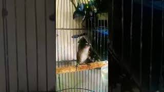 Download lagu cingcoang coklat gacor mp3