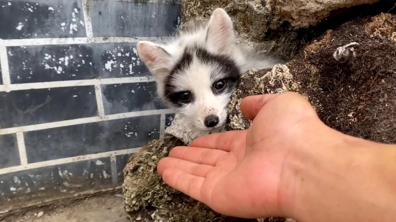 That's unbelievable! A hungry little fox 🦊 snuck into my house, begging me to let it stay. 🦊🥰❤👍🐶