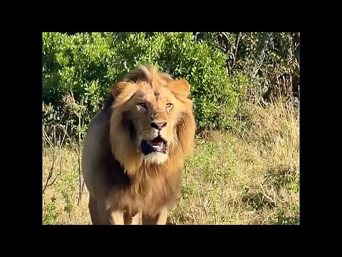 4 Molibany Male Lions Chasing a Single (Unidentified) Male Lion Today