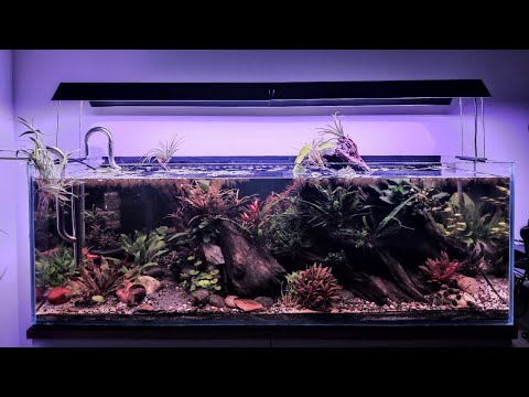 Chihiros Shades Vorstellung und Update zum Amazonas Biotop Light Aquarium - Corydoras Pygmaeus L260