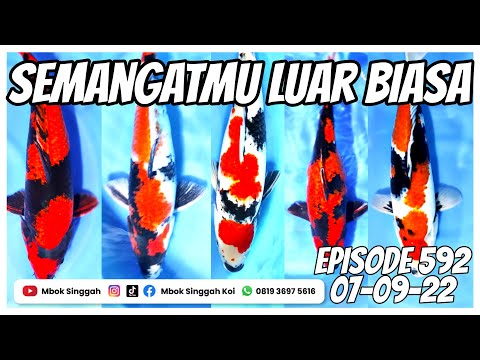 Ikan Koi Jumbo Super Istimewa, Harga Merakyat Kualitas Bintang Lima | Mbok Singgah
