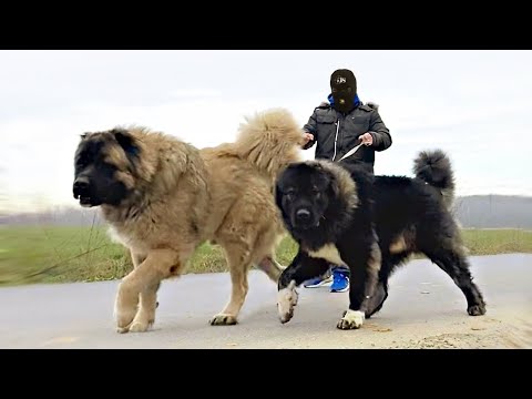 âž¤ Asian Dog Porn â¤ï¸ Video.Kingxxx.Pro