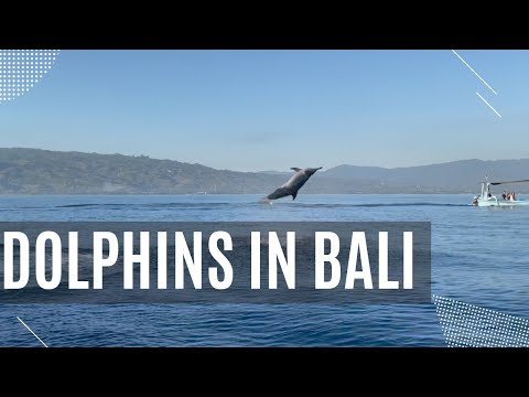 Dolphins in Bali - the best experience in Bali!