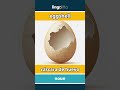 eggshell - cáscara de huevo video thumbnail