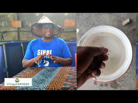 SIRRI FISH FEED, Best Fish Feed In Cameroon, Fish Farming In Cameroon
