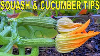 The #1 SECRET To Growing ZUCCHINI SQUASH and CUCUMBERS (Plus 2 Tips)