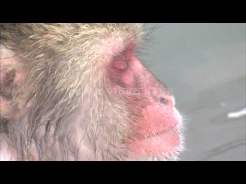 NHK VIDEO BANK - Monkeys bathe in a hot spring
