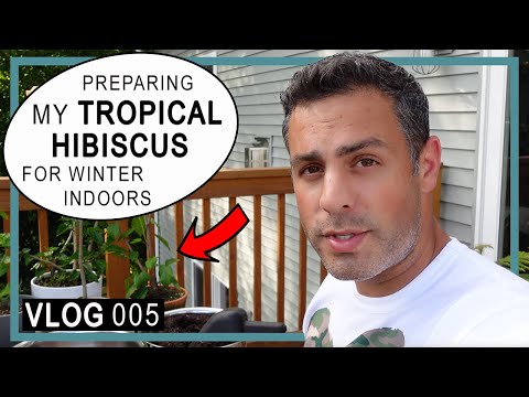image-How to winterize ground planted Hibiscus?