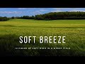Soft Breeze Swaying over a Wheat Field | 10 hours of Ambience