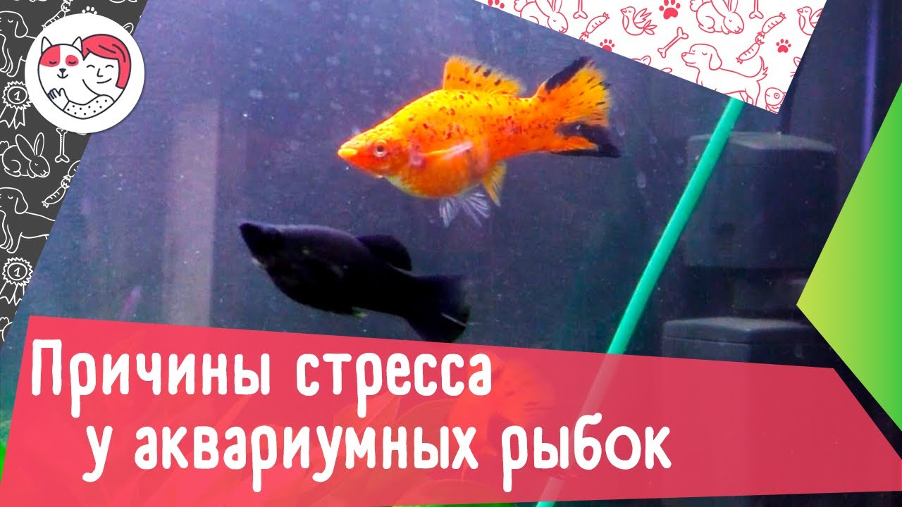 7 причин стресса у аквариумных рыбок