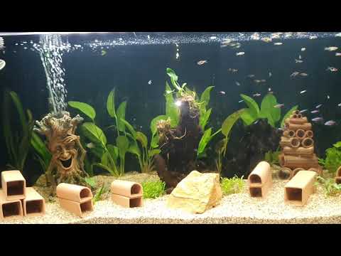 Aquarium Oase HIghline- Einzug der Fische