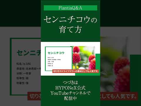 いつオープングラウンドに花を植え始めますか？きれいなお花畑を作るにはどれを選べばいいでしょうか？  庭園