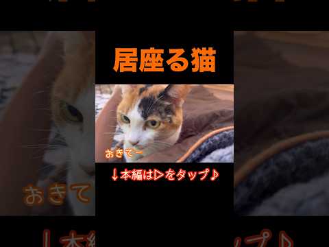 ソロキャンプ中トイレに行っている間に猫が遊びに来てました！