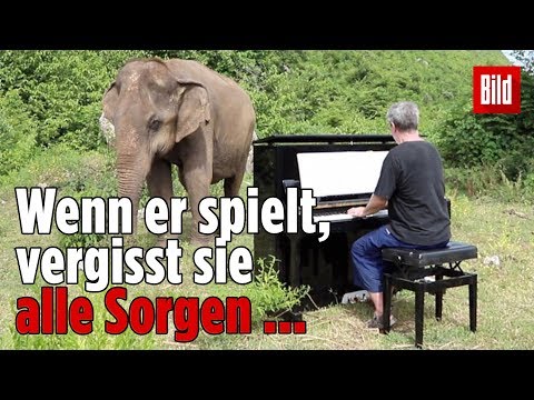 Blinde Elefantendame tanzt zur Musik ihres Pflegers