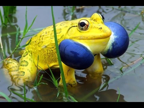 Top 20 world's most Crazy colored animals | Most Beautiful Species