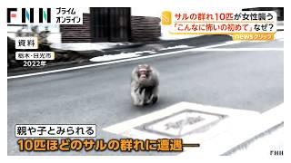 「こんなに怖いの初めて」サル10匹が女性襲撃　帰宅中に抱えたお菓子の袋に飛びかかる　宮城（2026年06月09日）