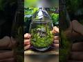Building An Ecosystem In A Glass Egg
