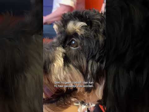 DE NEUS VAN TOKYO 🐕‍🦺 | TOPDOKS #shorts #hulphond #ziektevanAddison