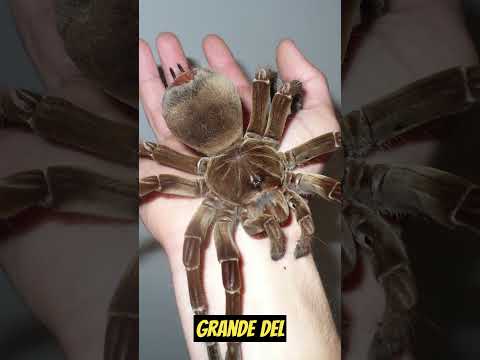 Tarantula Goliat | Datos Curiosos |  #shortsvideo #viral #animales #ballenas #naturaleza #shortvideo
