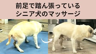老 犬 足 に 力 が 入ら ない Watch Hd Mp4 Videos Download Free